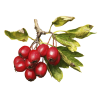 Hawthorn (Crataegus Laevigata) Tincture, Certified Organic Dried Berry ALCOHOL-FREE Liquid Extract