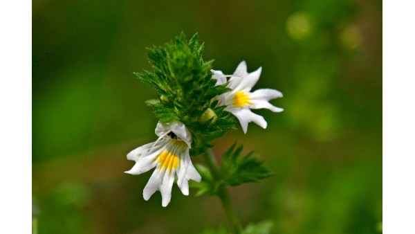 EXPLORING THE NATURAL WONDER OF EYEBRIGHT