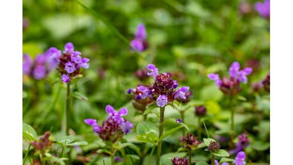 SELFHEAL: NATURE'S VERSATILE HERB FOR WELL-BEING