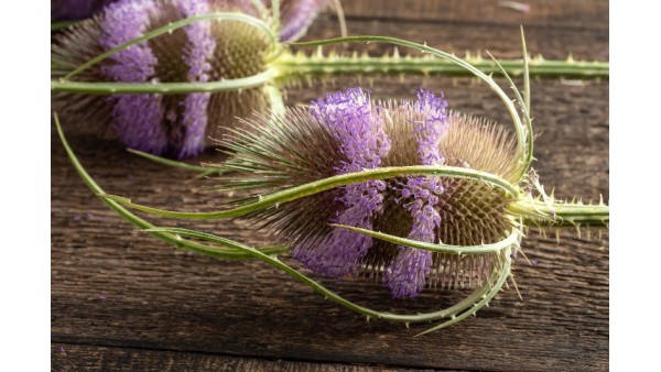 DISCOVERING TEASEL ROOT