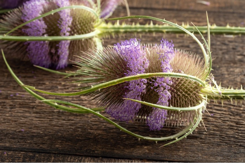 DISCOVERING TEASEL ROOT