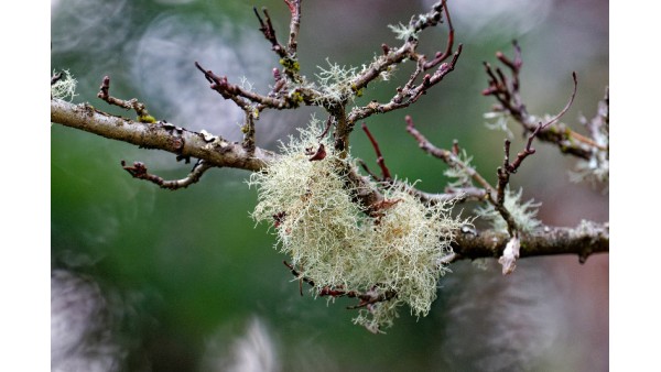 USNEA: NATURE’S MULTIFACETED LICHEN