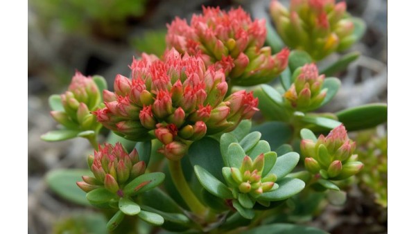 RHODIOLA ROSEA - ALL WE NOW ABOUT IT