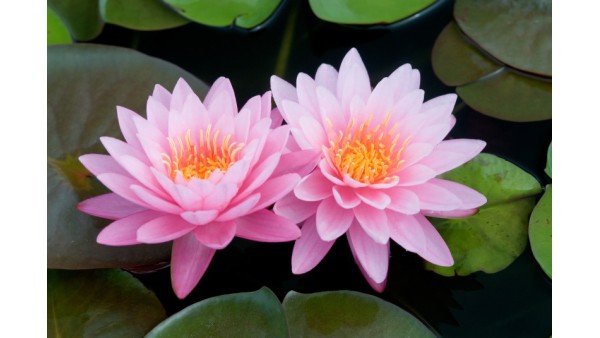 THE POWER OF MAGNIFICENT LOTUS