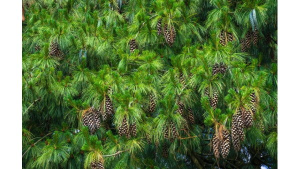 THE WHITE PINE: A LARGE AND POWERFUL TREE