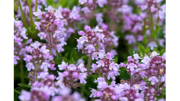 FRAGNANT THYME