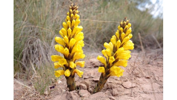 CISTANCHE OR THE ROOT OF LIFE IN DESERT