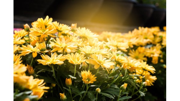 CHARMING CHRYSANTHEMUMS
