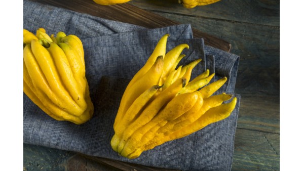 FINGER LEMON, OR BUDDHA’S HAND