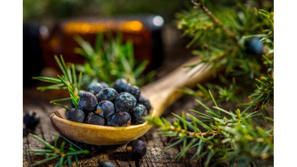 MIND-BLOWING FACTS ABOUT JUNIPER 