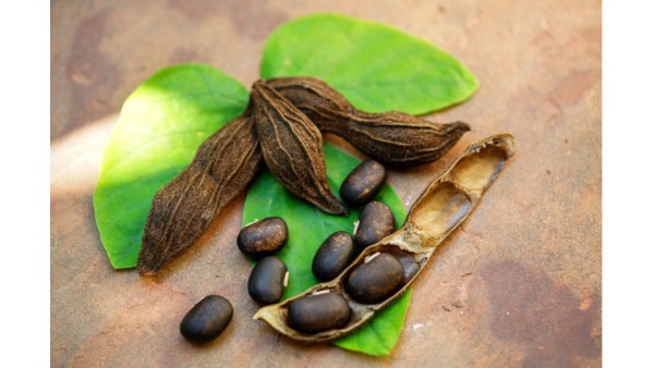 VELVET BEANS WITH REMARKABLE ADVANTAGES