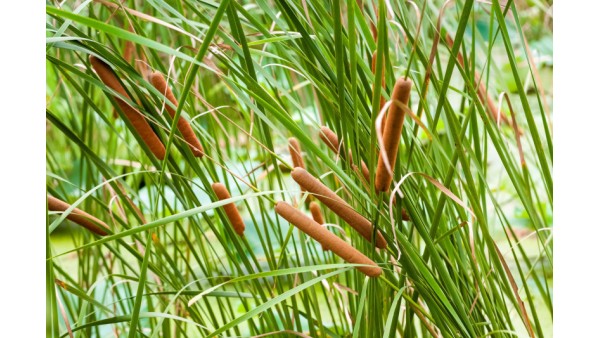 TYPHA ANGUSTIFOLIA FACTS