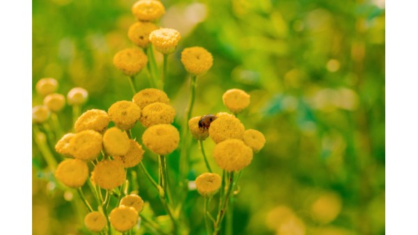 THE REAL TRUTH ABOUT TANSY