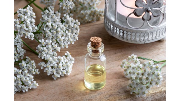 YARROW USES AND FACTS