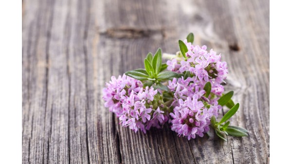 AROMATIC THYME