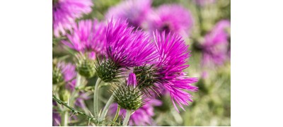 MILK THISTLE MILK THISTLE