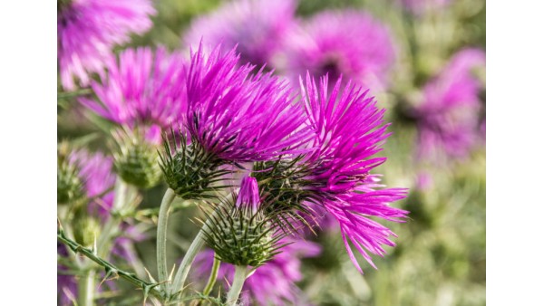 MILK THISTLE 