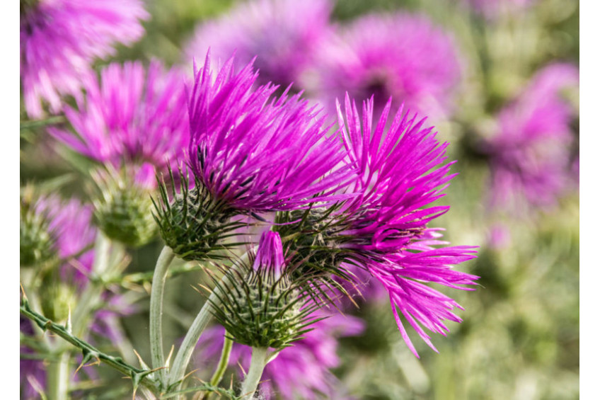 MILK THISTLE 