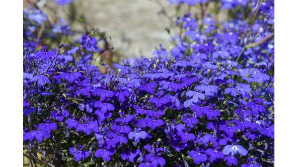 BEAUTIFUL LOBELIA 