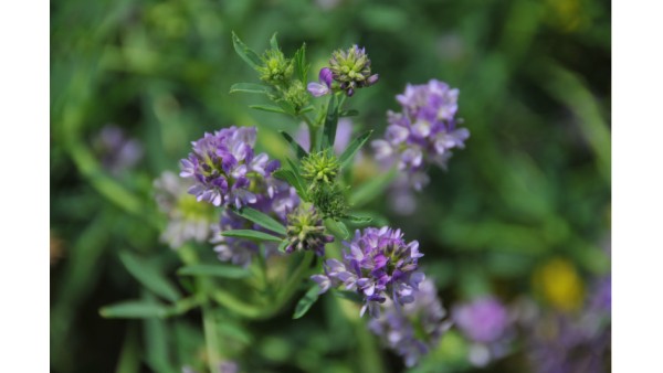 ALFALFA