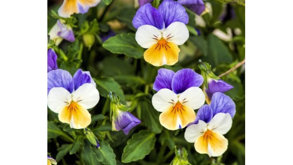 VIOLA TRICOLOR, OR HEARTSEASE