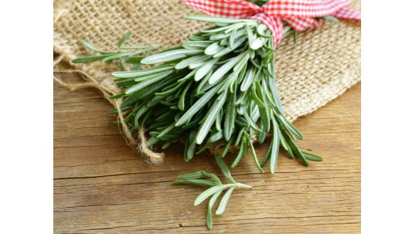 THE POWER OF ROSEMARY