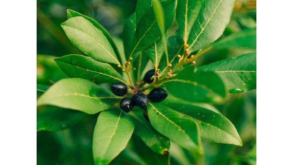 LAUREL: A NOBLE PLANT