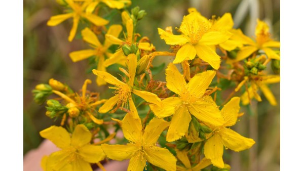 ST. JOHN'S WORT 