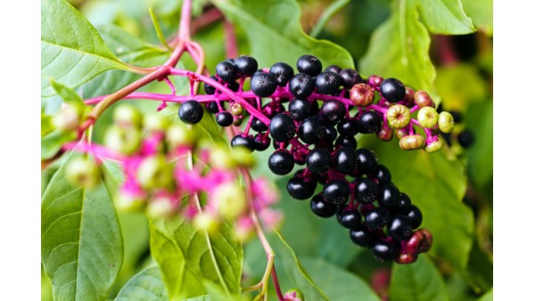 THE ESSENTIAL GUIDE TO POKE