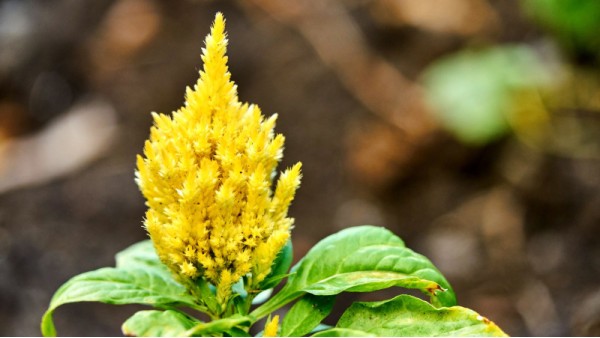 THE POWER OF PLUMED COCKSCOMB