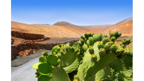 WHAT IS NOPAL?