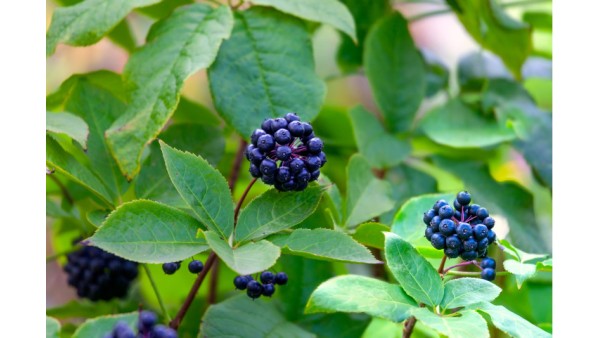 ELEUTHERO. PRICKLY GINSENG RELATIVE 