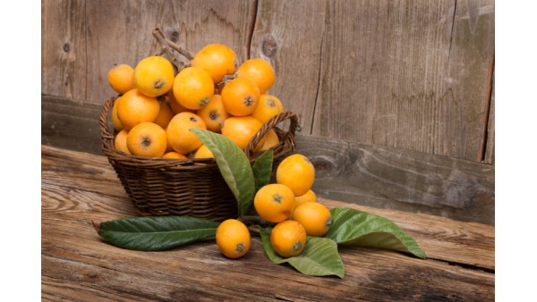 LOQUAT, OR ERIOBOTRYA JAPONICA