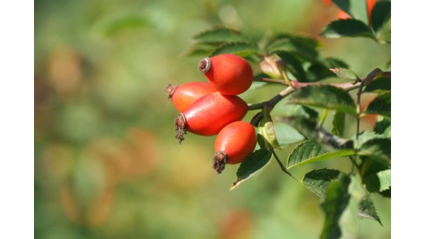 ROSEHIPS, OR DOG ROSE