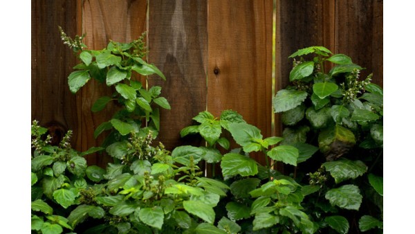 PATCHOULI. AMAZING HERB FROM EAST