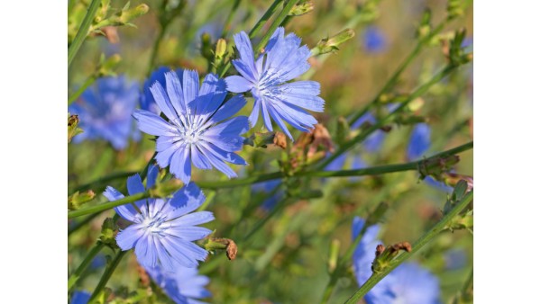 CHICORY
