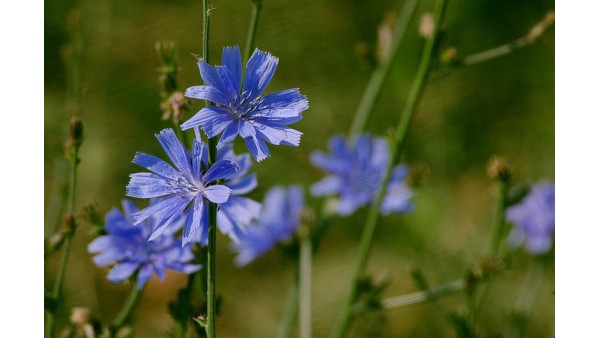 AN ALTERNATIVE TO CAFFEINE 