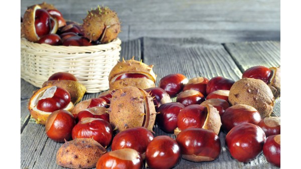 ALL YOU NEED TO KNOW ABOUT HORSE CHESTNUT 