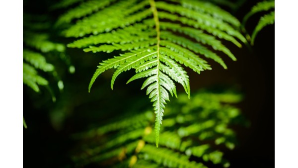 WOOLLY FERN PROFILE
