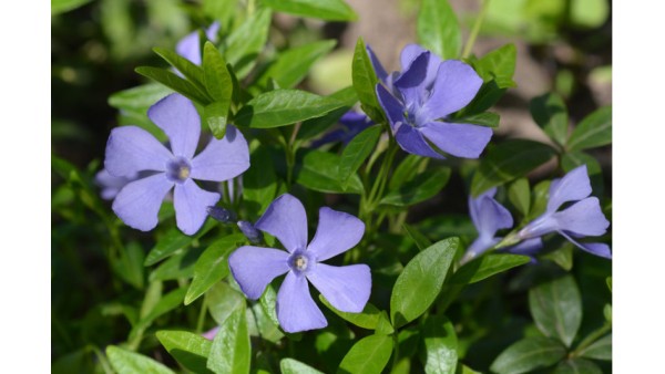 PERIWINKLE
