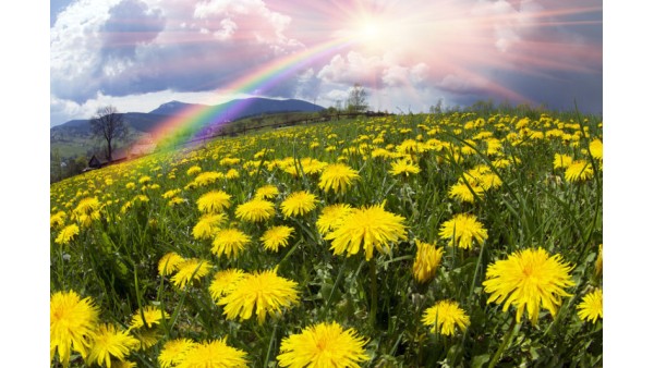 DANDELIONS MAKE WISHES COME TRUE