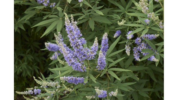 VITEX: A WONDERFUL PLANT 