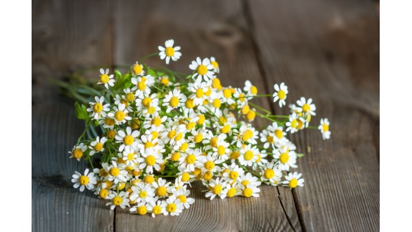 FEVERFEW