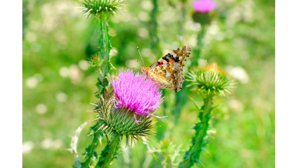 MILK THISTLE