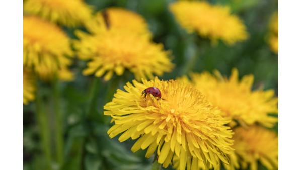 BRIGHT SUNNY DANDELION