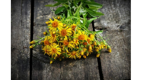 AMAZING ELECAMPANE ROOT