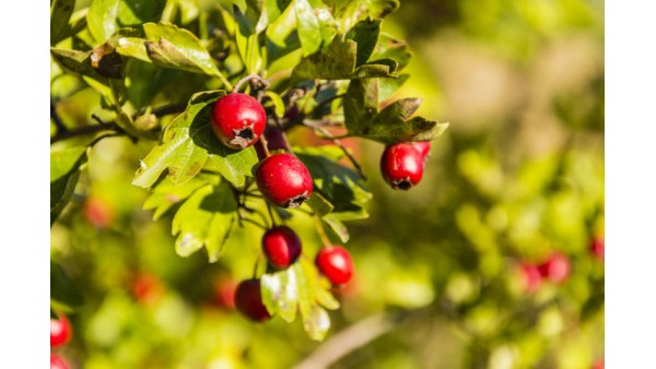 FROM HAWTHORN WITH LOVE