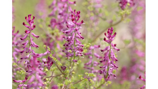 WHAT IS FUMITORY? 