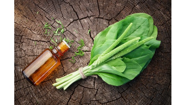 PLANTAIN HERB