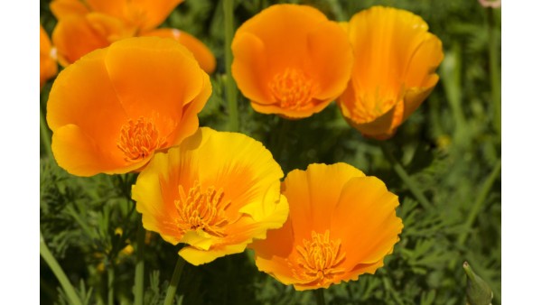 CALIFORNIA POPPY
